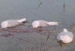 Elazığ'da 'yalancı veba' alarmı! İnsanlara bulaşma riski var