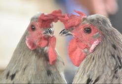 Görenler şaşırdı! Tavuk mu horoz mu?