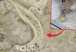 Evin yer döşemesinden insan çenesi çıktı! Şaşırtan keşif: Denizli'den Avrupa'ya gitmiş