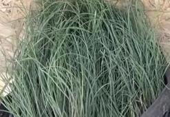 Batman’da yetişiyor fiyatı altınla yarışıyor! Şifalı bitkinin kilosu 5 bin liradan yok satıyor