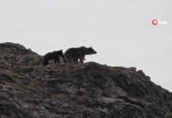 Anne ayı ve yavrularının karlı arazide gezintisi böyle görüntülendi