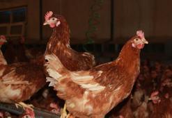 Yumurta üretimi yıllık 40 milyonu aştı