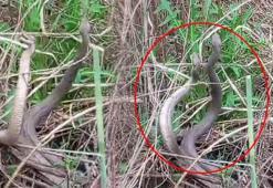 Görüntüler Türkiye'den! 2 metre boyunda yılanların dansı