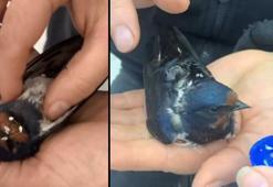 Dakikalarca kalp masajı yapılan kuş hayata döndürüldü