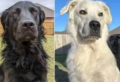 'Köpeğim siyahtan beyaza döndü!' Görenleri şaşkına çevirdi: Sebebi bilinmeyen hastalık insanları da etkiliyor
