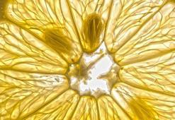 Bir diliminde kolajenin hası saklı! Suya sıkılıp içilirse böbrekte taş da kalmıyor