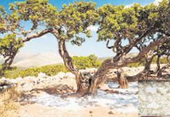 Çeşme’nin simgesi tescillendi
