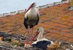 Yaren leyleğin 4 yavrusu oldu