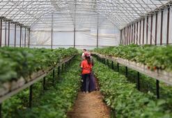 Çilek serası vatandaşların hobisi oldu