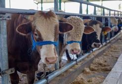 Diyanet İşleri Başkanı Erbaş kurban kesim bedelini açıkladı