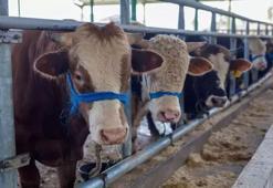 Diyanet İşleri Başkanı Erbaş kurban kesim bedelini açıkladı