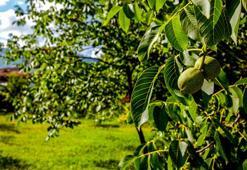 Ceviz ağacının dibinde neden oturulmaz? Hurafe denmişti ama bilimsel gerçekliği ortaya çıktı