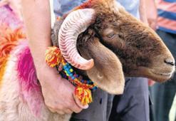 Kurbanlık fiyatları açıklandı! İşte büyükbaş ve küçükbaşlarda son durum