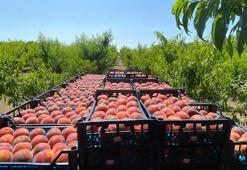 Lapseki şeftalisinde bu yıl 150 bin ton şeftali ve nektarin üretimi bekleniyor