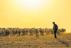 60 bin TL maaşa çoban bulunamıyor