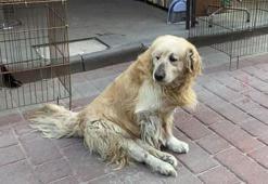 Yavruyken otomobilin çarpıp felç bıraktığı köpeğe esnaf sahip çıktı