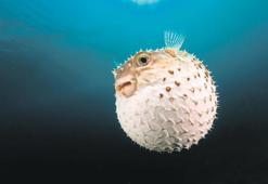 ‘İstilacılar nasıl yenilir şefler çözecek’