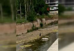Çankırı'da kara leylek görüntülendi
