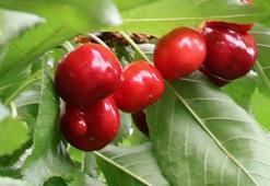 Kiraz ihracatında 300 milyon dolarlık hedef