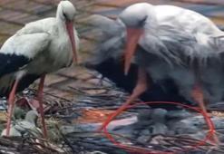 Bu yıl 13’üncü kez yuvasına gelmişti! Yaren Leylek’ten üzen haber