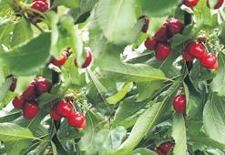 Kiraz hasadı başladı