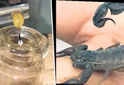 Gramı 10 bin dolar! Biyolojik servet