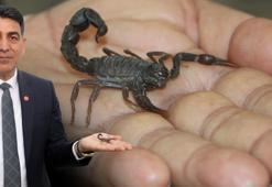 'Akrep Ali'den ABD’li profesöre tepki: Bu tür ülkemizin bir değeri