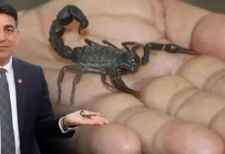 'Akrep Ali'den ABD’li profesöre tepki: Bu tür ülkemizin bir değeri