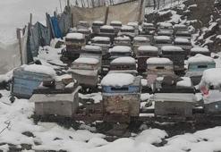 Mayıs karı Anzer Balı'nın üretimine yarayacak