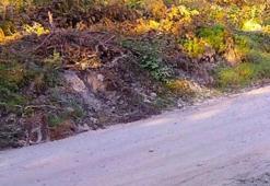 Vaşak kendini kamufle etti! ‘Hayalet geziyor, görebiliyor musunuz?’