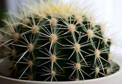 Açmayan kaktüsü coşturan teknik! Çürüyen kaktüsler canlanıyor