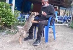 Tilki çay ocağının maskotu oldu