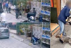 Yer: Kadıköy! Pitbull, sokak kedisine saldırdı
