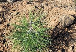 Atık piller fidana fidanlar ormana