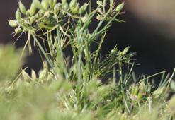 Kimyon hasadı başladı