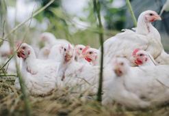 Avustralya’da korkutan ilk: H5N1 bir kişide tespit edildi