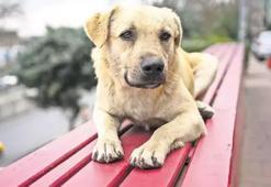 Sokak köpeklerine çözüm tartışılıyor! İğneyle ‘uyutma’ tepki topladı