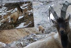 Yaban hayvanları fotokapana yansıdı