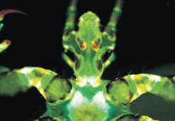 ‘Kara ölüm’ün yeni şüphelisi