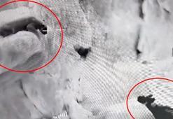 Yer: Şırnak! Anadolu parsı ile sırtlan karşı karşıya