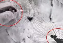 Yer: Şırnak! Anadolu parsı ile sırtlan karşı karşıya