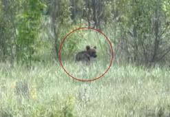 Yavru ayıyı bal yemeye davet etti