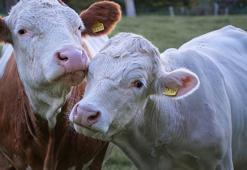 H5N1 izleri inek etinden çıktı!