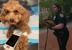 Sahibi parkın ortasında şiddet uyguladı: Küçük köpeği polisler kurtardı