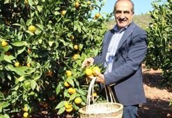 Türkiye’nin narenciye ihracatında yüzde 16'lık artış!