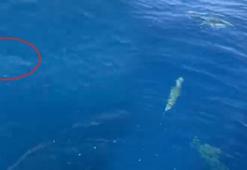 Antalya’da şoke eden an! Denize yaralı bırakıldı, saniyeler içinde parçalandı