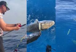 Denize bırakılan yaralı balon balığına, diğer balon balıkları saldırdı