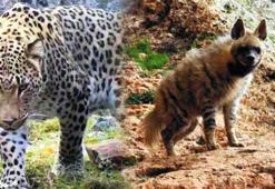 Cudi’de sırtlan ve pars kardeşliği