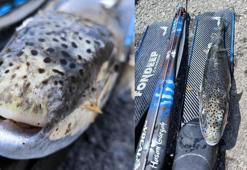 Amatör balıkçı, zıpkınla yaklaşık 6 kiloluk balon balığı avladı