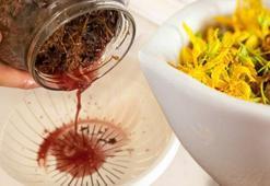 Şifası sarı çiçeğinde! Güneşte bekletince yanığı, gölgede bırakınca mideyi iyileştiriyor